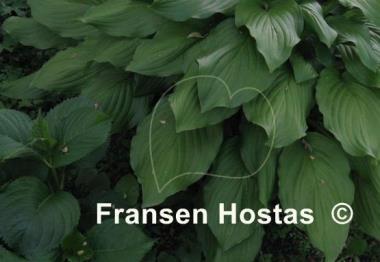 Hosta Honeybells