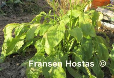 Hosta Honeybells