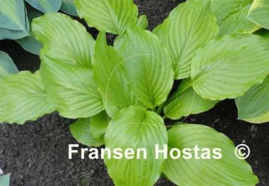 Hosta Honeybells