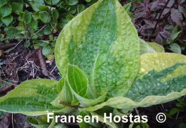 Hosta Honeysong
