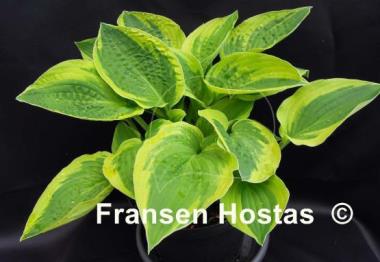 Hosta Honeysong