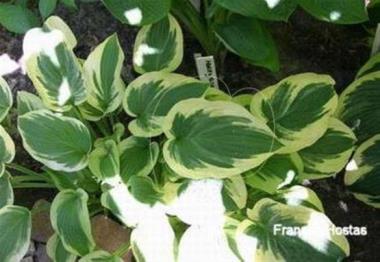 Hosta Honeysong
