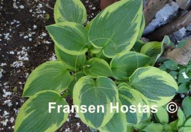 Hosta Honeysong
