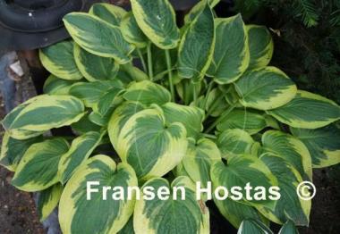 Hosta Honeysong