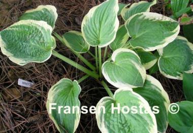 Hosta Honeysong
