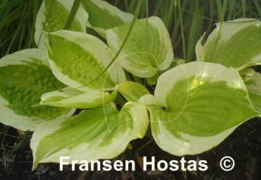 Hosta Honshy