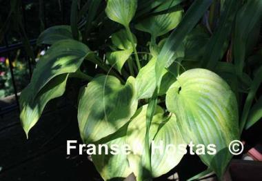 Hosta Honshy