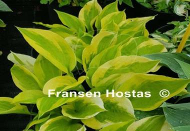 Hosta Honshy