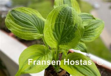 Hosta Honshy