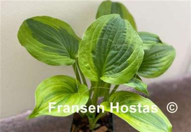 Hosta Honshy