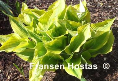 Hosta Honshy