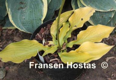Hosta Hoopla