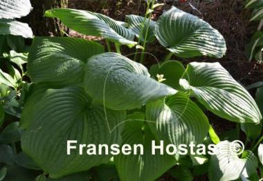 Hosta Hoosier Dome