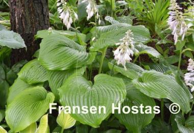 Hosta Hoosier Dome