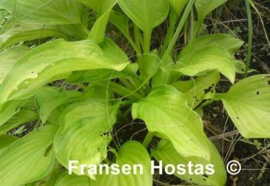Hosta Hoosier Harmony