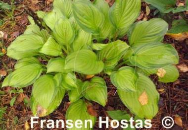 Hosta Hoosier Harmony