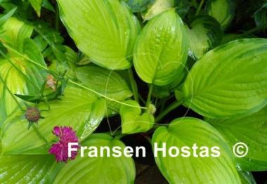 Hosta Hoosier Harmony