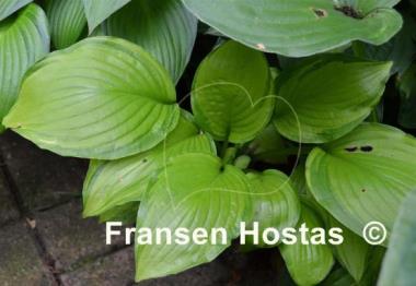 Hosta Hoosier Harmony