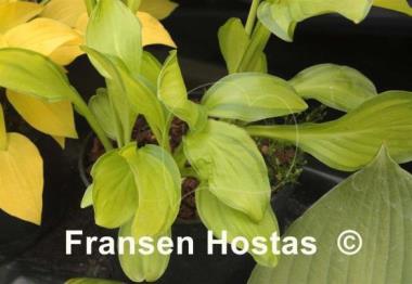 Hosta Hoosier Harmony