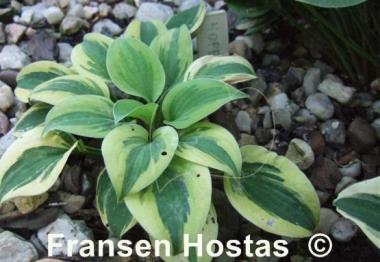 Hosta Hope