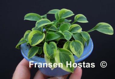 Hosta Hope