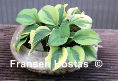 Hosta Hope