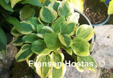 Hosta Hope