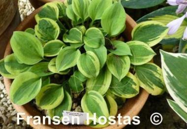 Hosta Hope