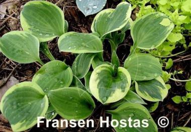 Hosta Hope