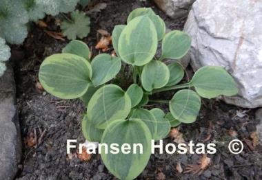 Hosta Hope