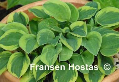 Hosta Hope