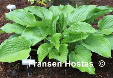 Hosta Hot Air Balloon