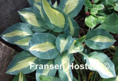 Hosta Hot Kiss