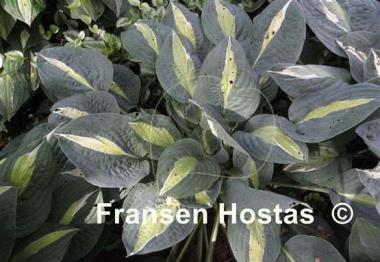 Hosta Hot Kiss