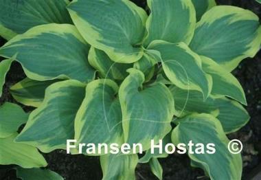 Hosta Hot Stuff