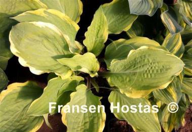 Hosta Hot Stuff