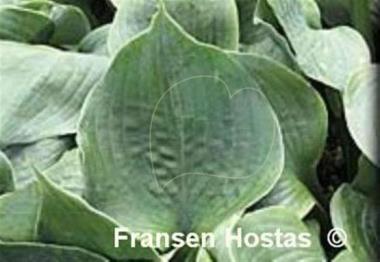 Hosta Hotcakes