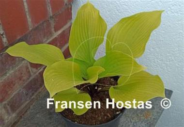 Hosta Hotshot