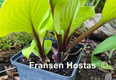 Hosta Hotshot