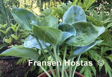 Hosta Hovercraft