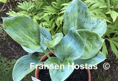 Hosta Hovercraft