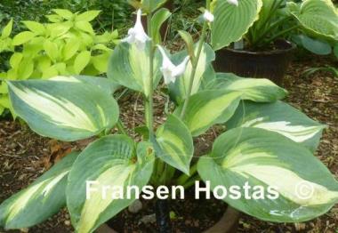 Hosta Hudson Bay