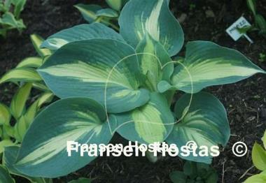 Hosta Hudson Bay