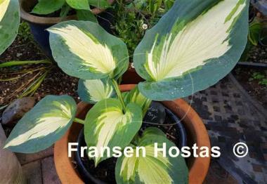 Hosta Hudson Bay