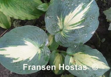 Hosta Hudson Bay