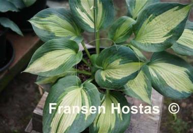 Hosta Hudson Bay