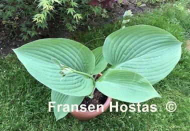 Hosta Humpback Whale