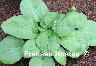 Hosta Humpback Whale
