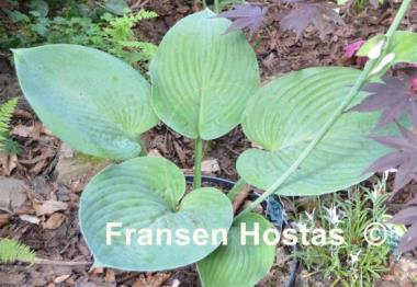 Hosta Humpback Whale