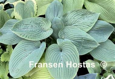 Hosta Humpback Whale